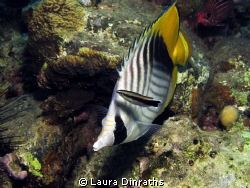 Threadfin butterflyfish at the cleaning station by Laura Dinraths 